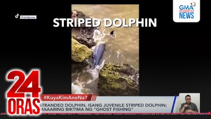 Sugatang dolphin, sinubukang sagipin pero binawian ng buhay kinabukasan | 24 Oras