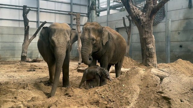 Endangered elephant calf named Zaiya is born at Blackpool Zoo