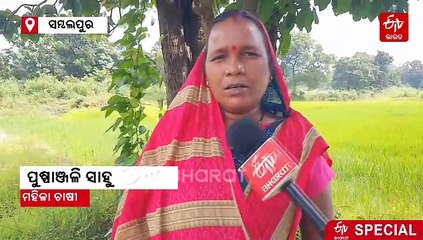 ପୁଷ୍ପାଞ୍ଜଳିଙ୍କୁ ପରିଚୟ ଦେଇଛି ଜୈବିକ ଚାଷ, ଖୋଲିଛନ୍ତି ସିଡ୍ ବ୍ୟାଙ୍କ, ସଂରକ୍ଷଣ କଲେଣି 9 ଦେଶୀ ଧାନ