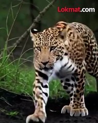 कोल्हा आला रे कोल्हा वनविभाग पिजऱ्यात हा कोणता प्राणी सापडला-