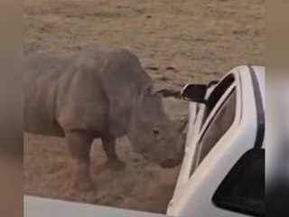 Wütendes Nashorn greift Pick-up an