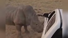 Wütendes Nashorn greift Pick-up an