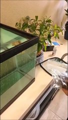 Un poisson qui déteste vraiment son maitre