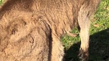 Kangaroo diaries only in Australia 🇦🇺