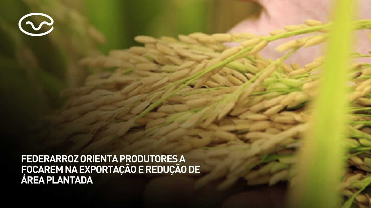 Federarroz oriente produtores a focarem na exportação e redução de área plantada