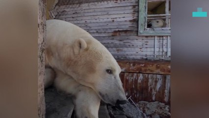 Polar Bear Tries to Eat Drone