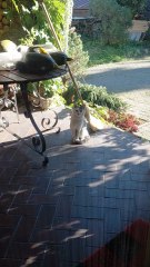 And Who Is Waiting There? #shorts #cat #funnycats #funny #viralcats #fyp #cute