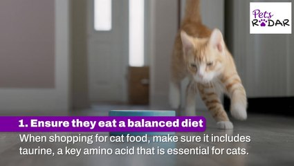 How To Protect Your Cat's Eye Health