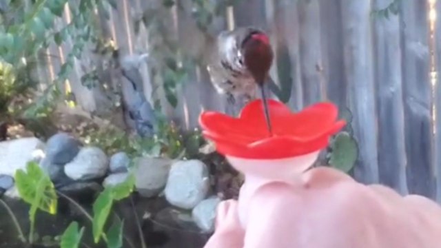 Woman’s hummingbird ring feeder draws a tiny bird for feeding