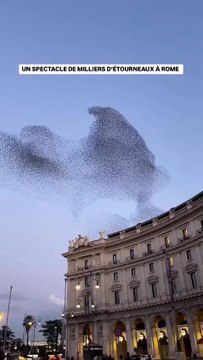 Un ballet d’étourneaux à Rome 🇮🇹 avec @shachnevavika
