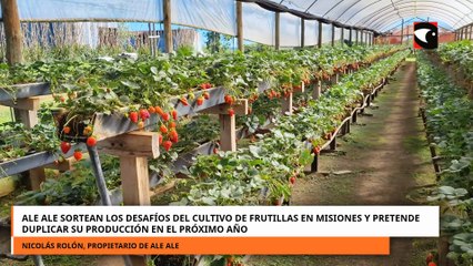 ALE ALE SORTEAN LOS DESAFÍOS DEL CULTIVO DE FRUTILLAS EN MISIONES Y PRETENDE DUPLICAR SU PRODUCCIÓN