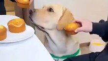 ضحك_#مضحك_#كوميديا_#funny_#إكسبلور(360p)