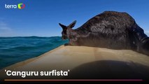Canguru é resgatado por surfistas em alto mar na Austrália