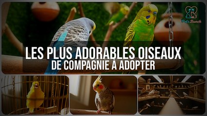 Les Oiseaux de Compagnie les Plus ADORABLES à Adopter !