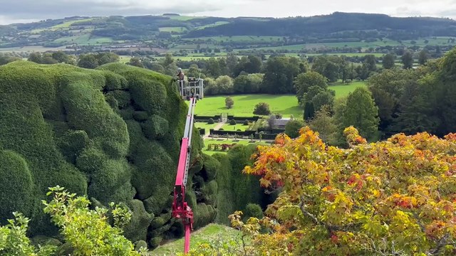 World's toughest gardening job? 300-year-old hedges trimmed using cherry picker at Powis Castle in Mid Wales