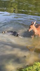 Curious Raccoon Wants to Play but Gets Scared Off by Deer