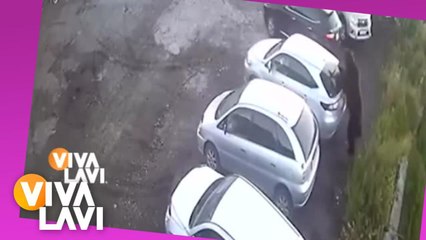 Oso sorprende a hombres en estacionamiento