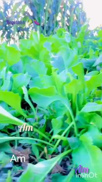 ten principles for better life with visit of beautiful vegetables 🥒 Field_ different vegetables 🥒