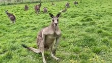 Welcome to Australia 🇦🇺