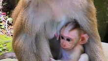 Cute baby monkey 24
