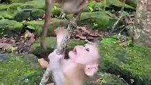 Cute baby monkey 25