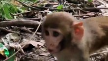 Cute baby monkey 29