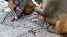 Cute baby monkey 27