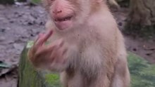 Cute baby monkey 31