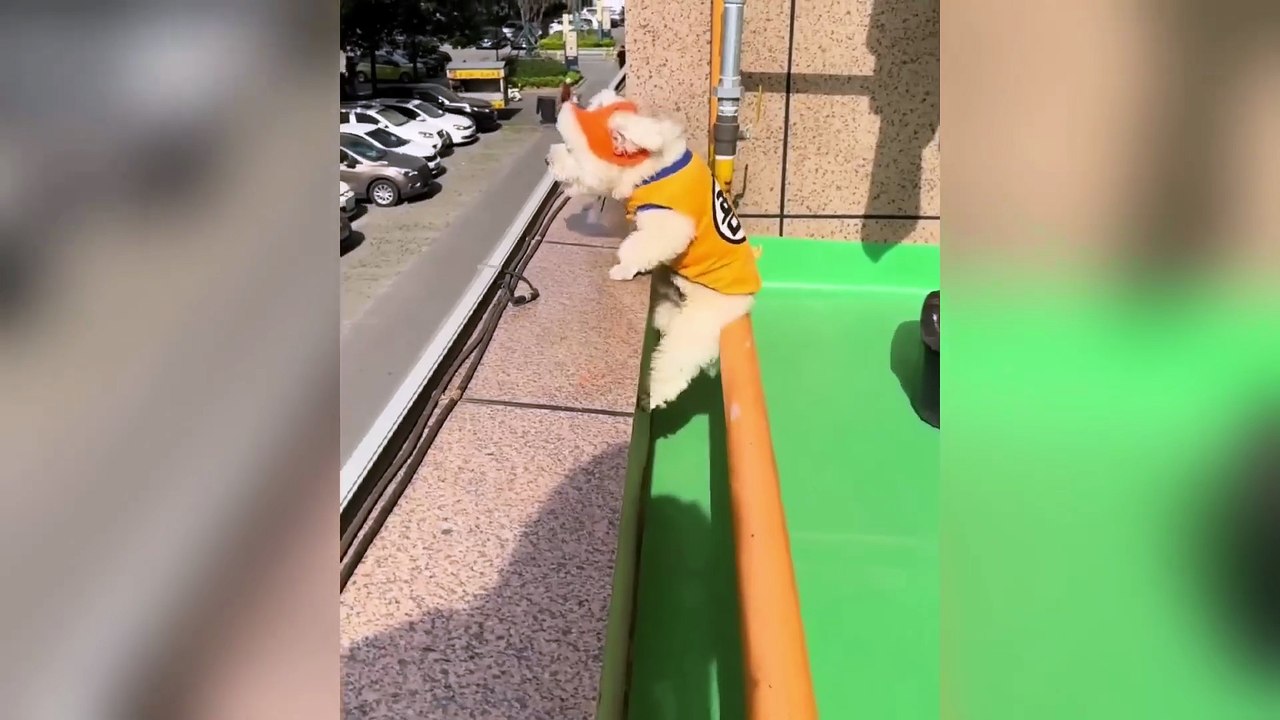 New Funniest Cats and Dogs Clips 2025😼🐶Try Not To Laugh😜 Part 6