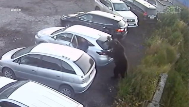 Man Narrowly Avoids Getting Mauled by a Charging Bear While Walking to His Car
