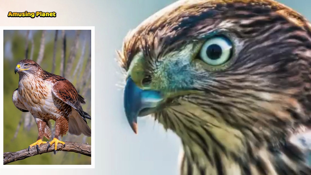 Hawk Sounds to Scare Birds & Squirrels 🦅 | Real Hawk Calls & Screeches