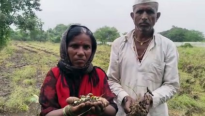 बीडमध्ये पुन्हा एकदा पावसाचा हाहाकार; पुरामुळं पिकं वाहून गेली, शेतकऱ्यांचा आक्रोश