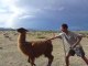 Altiplano avec les lamas