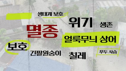 [키워드월드] '멸종'을 막기 위한 고군분투! / YTN