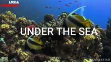 UNDER THE SEA