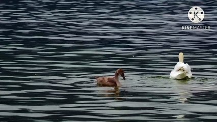 Os animais mais fofos do mundo N•513