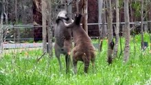 Kangaroo