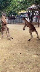 Kangaroos kangsrooing