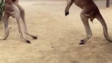 Kangaroos kangsrooing