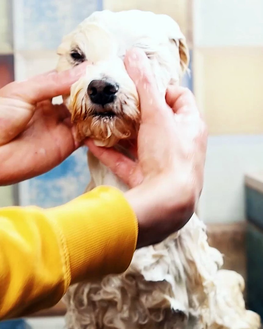 ⁣It's grooming time for these precious dogs!