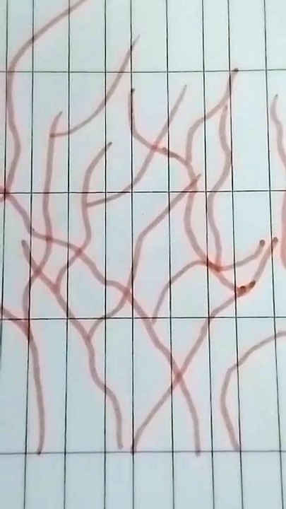 Piante marine disegno