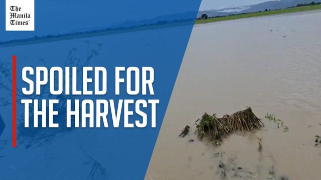 Floods swamp rice fields in Occidental Mindoro