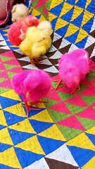 Beautiful attractive chick| Colorful chicks video #cute #chicks #chickens #viral #shorts