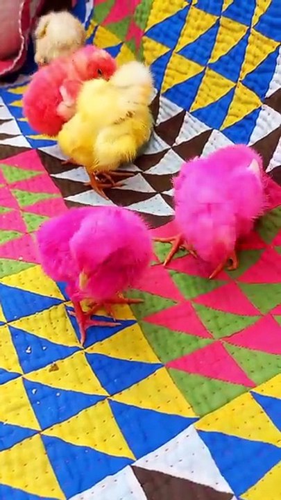 Beautiful attractive chick| Colorful chicks video #cute #chicks #chickens #viral #shorts