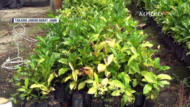 Rahasia Kopi Liberika Khas Jambi, dari Panen Hingga Jadi Secangkir Kopi yang Nikmat | KOMPAS SIANG