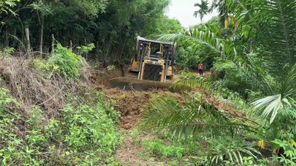 D6R XL Bulldozer Reopens Old Road in the Plantation