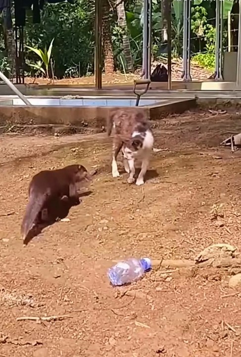 cute animals 🙄😼#cat #cuteanimals #pets