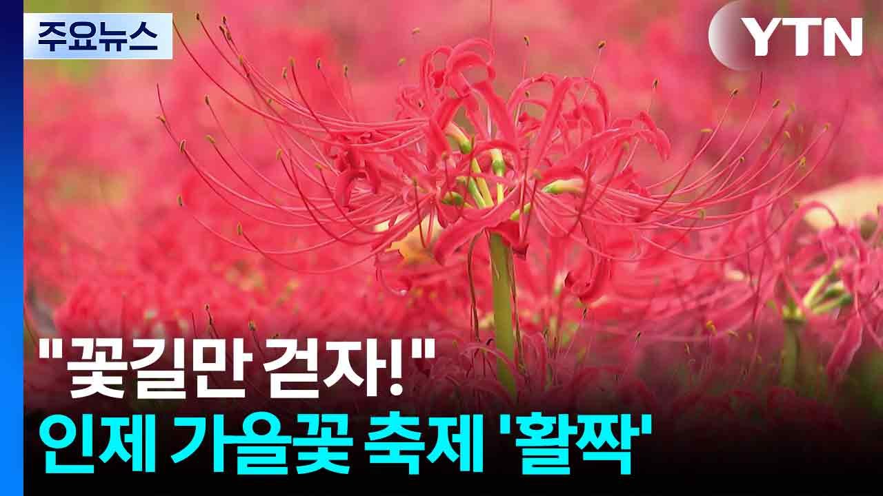 "꽃길만 걷자!" 인제 가을꽃 축제 '활짝'...올해도 무료 / YTN