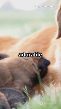 Golden Retriever Mama Dog 🐶💛 Caring for a Pile of Adorable Puppies