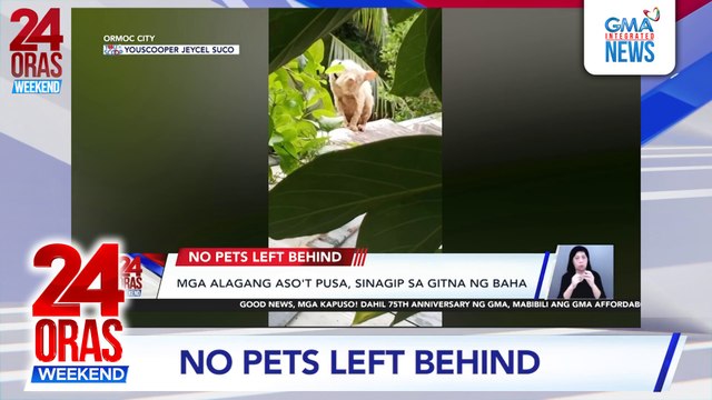 Mga alagang aso't pusa, sinagip sa gitna ng baha | 24 Oras Weekend
